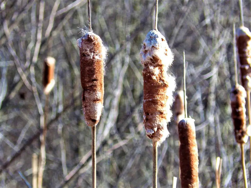 Cattail Fluff