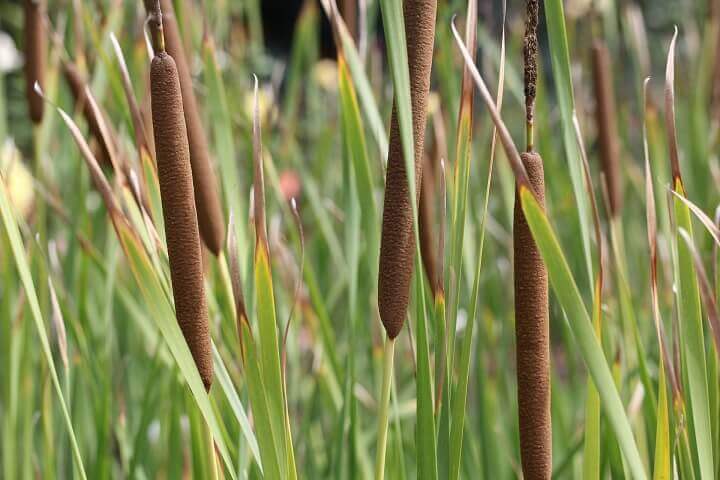 Cattail Plants