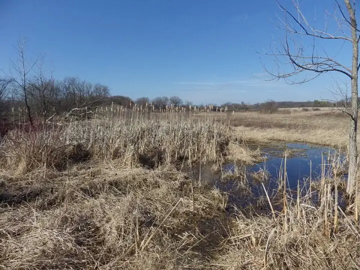 Cattail Pond