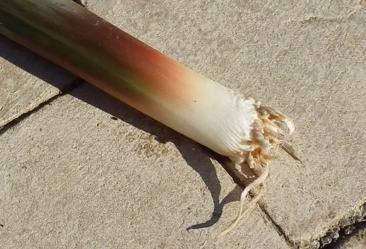 Cattail Root Shoots