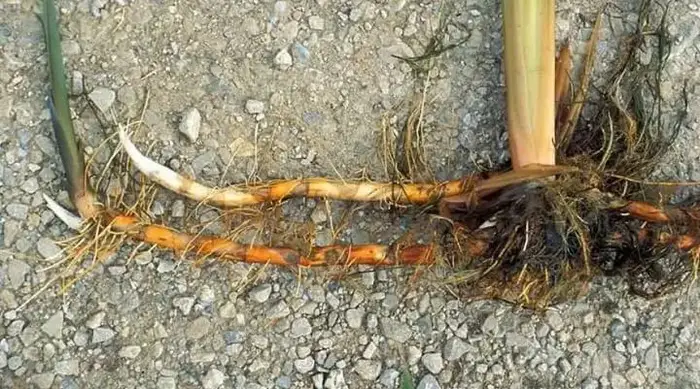Cattail Root