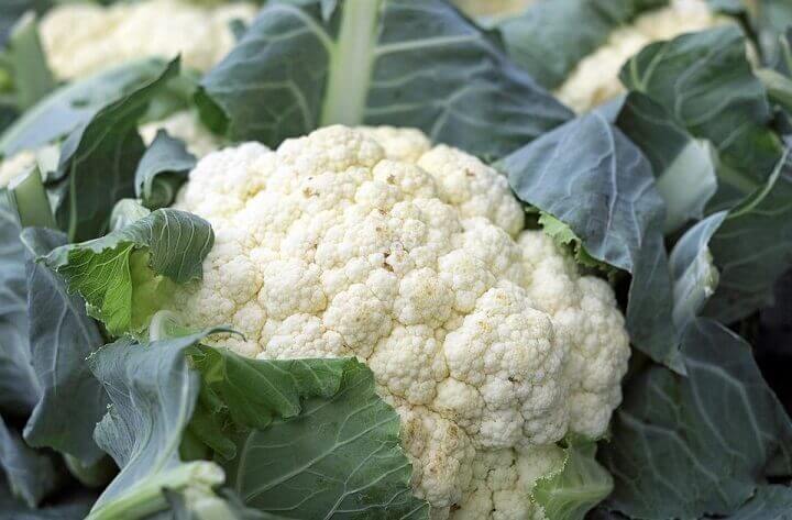 Cauliflower Plant Up Close