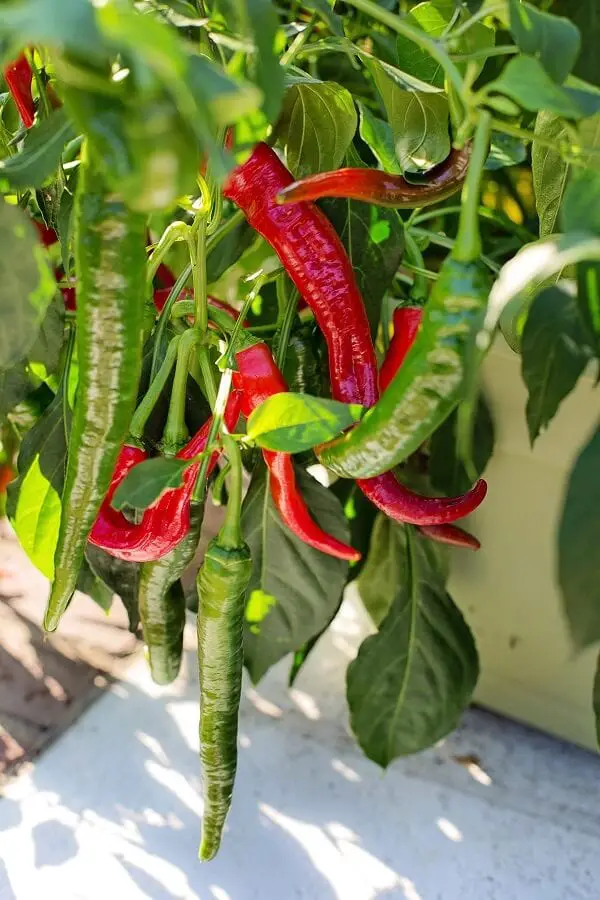 Cayenne Pepper Plant