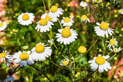 Chamomile Flower