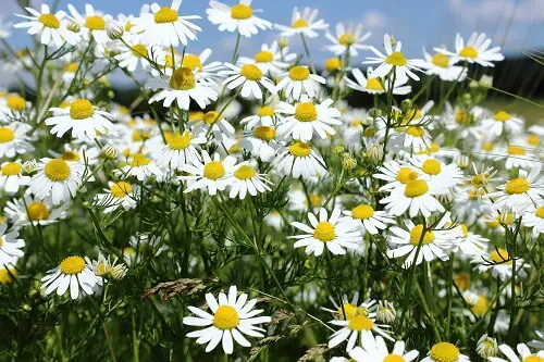 Chamomile Flower