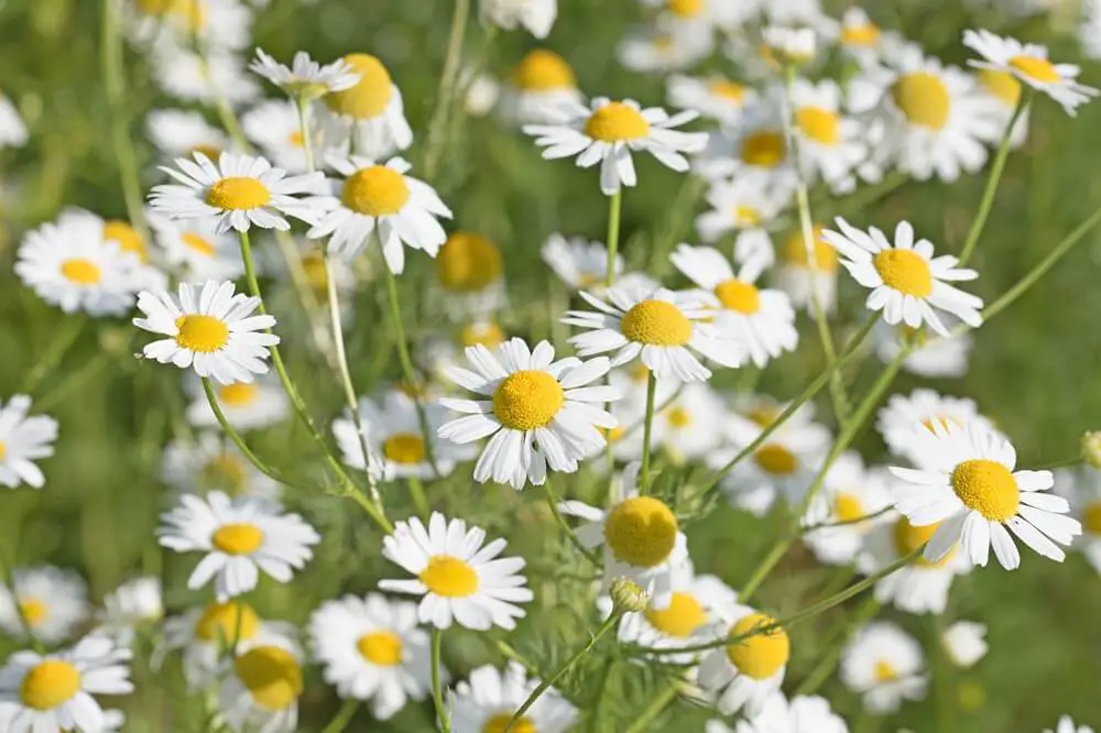Chamomile Flowers