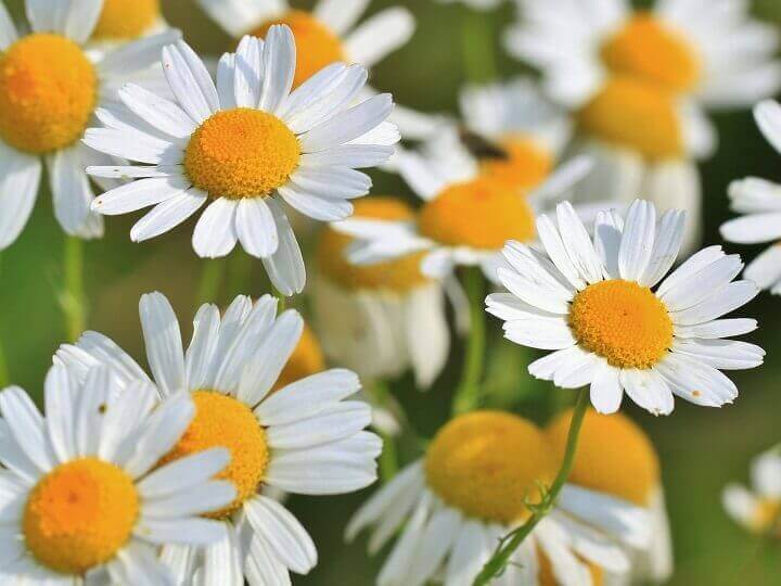 Chamomile Flowers