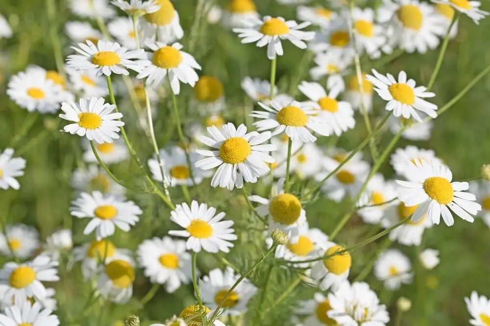 Chamomile Flowers