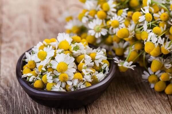 Chamomile in a Bowl