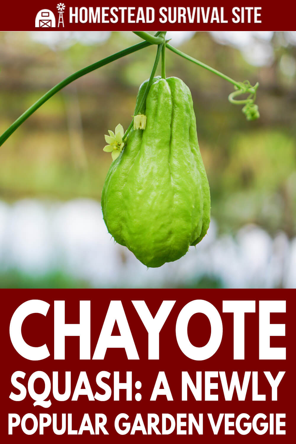 Chayote Squash: A Newly Popular Garden Veggie