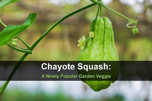 Chayote Squash: A Newly Popular Garden Veggie