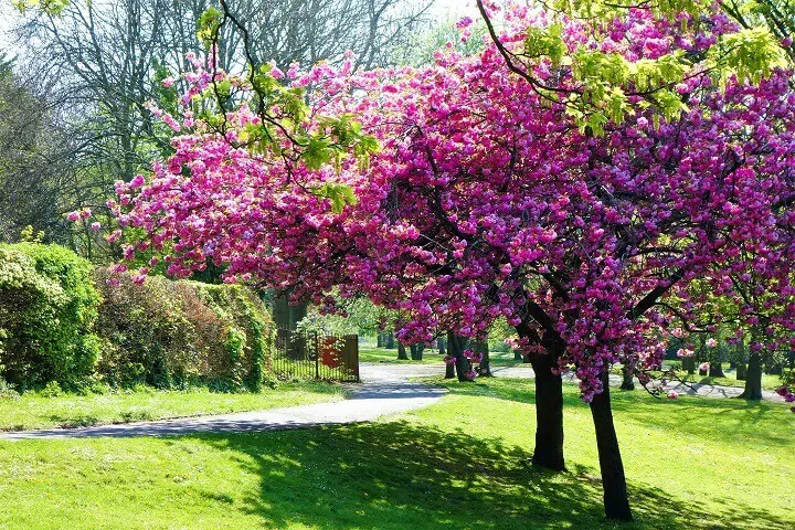 Cherry Tree in a Park