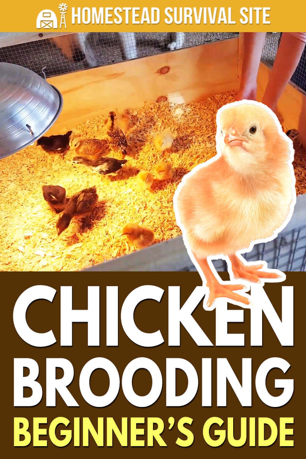 Chicken Brooding Beginner's Guide