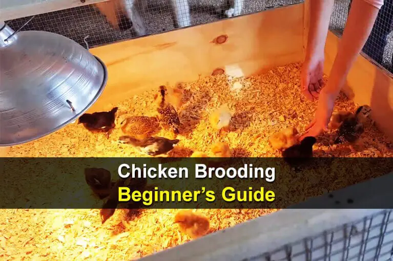 Chicken Brooding Beginner's Guide