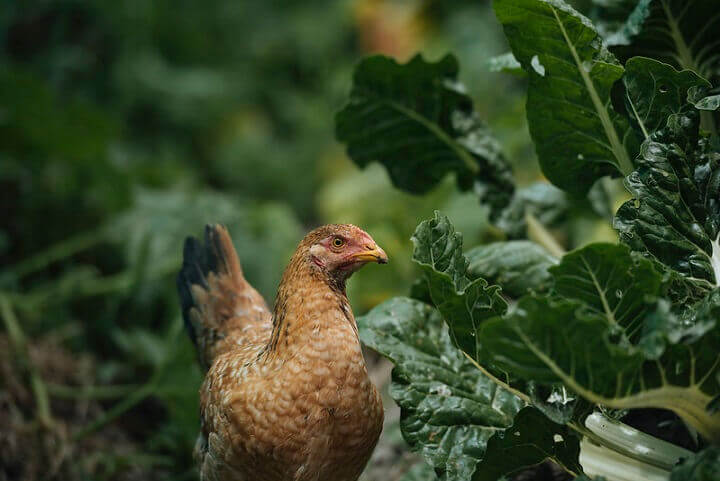 Chicken By Fresh Plants