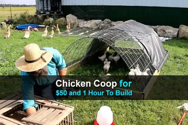 Chicken Coop for $50 and 1 Hour To Build