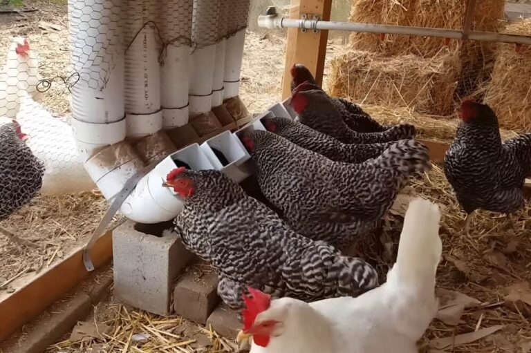 Daily Survival: This DIY Chicken Feeder Keeps Chickens Fed for a Month
