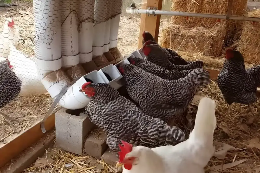 Chicken Feeder
