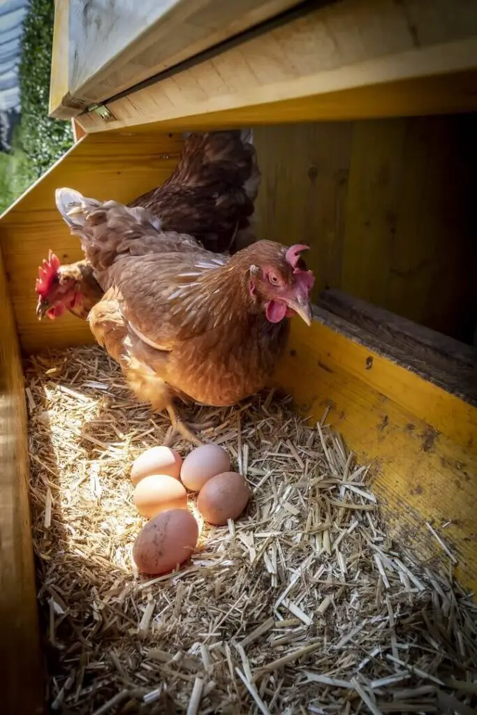 Chicken With Eggs In Henhouse