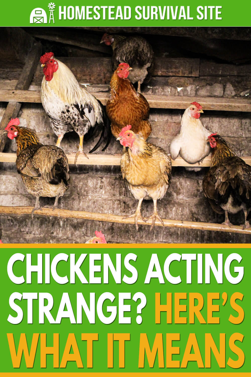 Chickens Acting Strange? Here’s What It Means