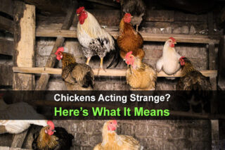 Chickens Acting Strange? Here’s What It Means