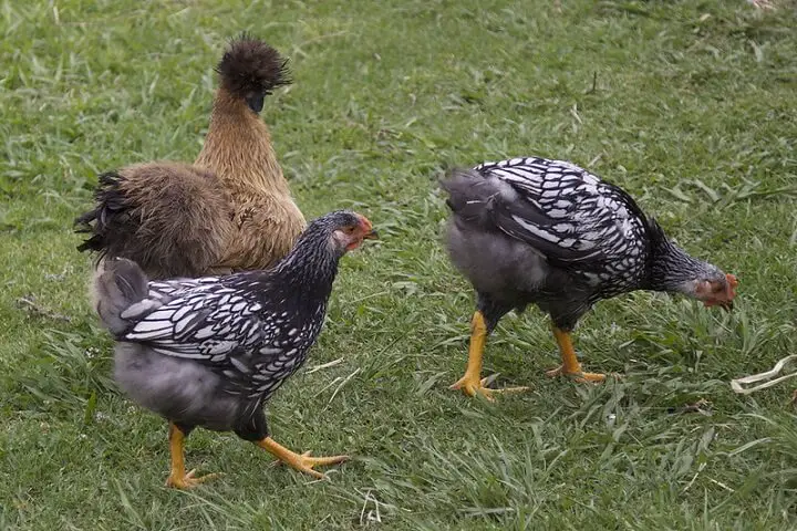 Chickens in Grass