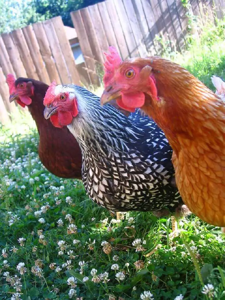 Chickens Lined Up