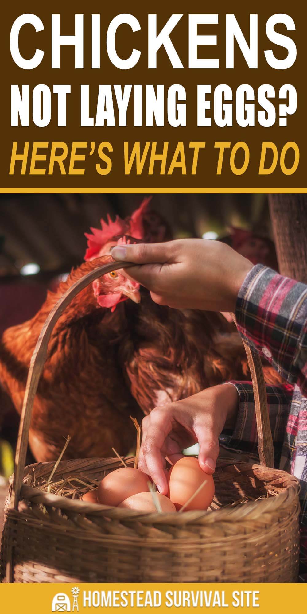 Chickens Not Laying Eggs? Here’s What To Do