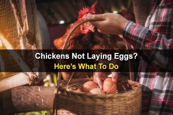 Chickens Not Laying Eggs? Here’s What To Do