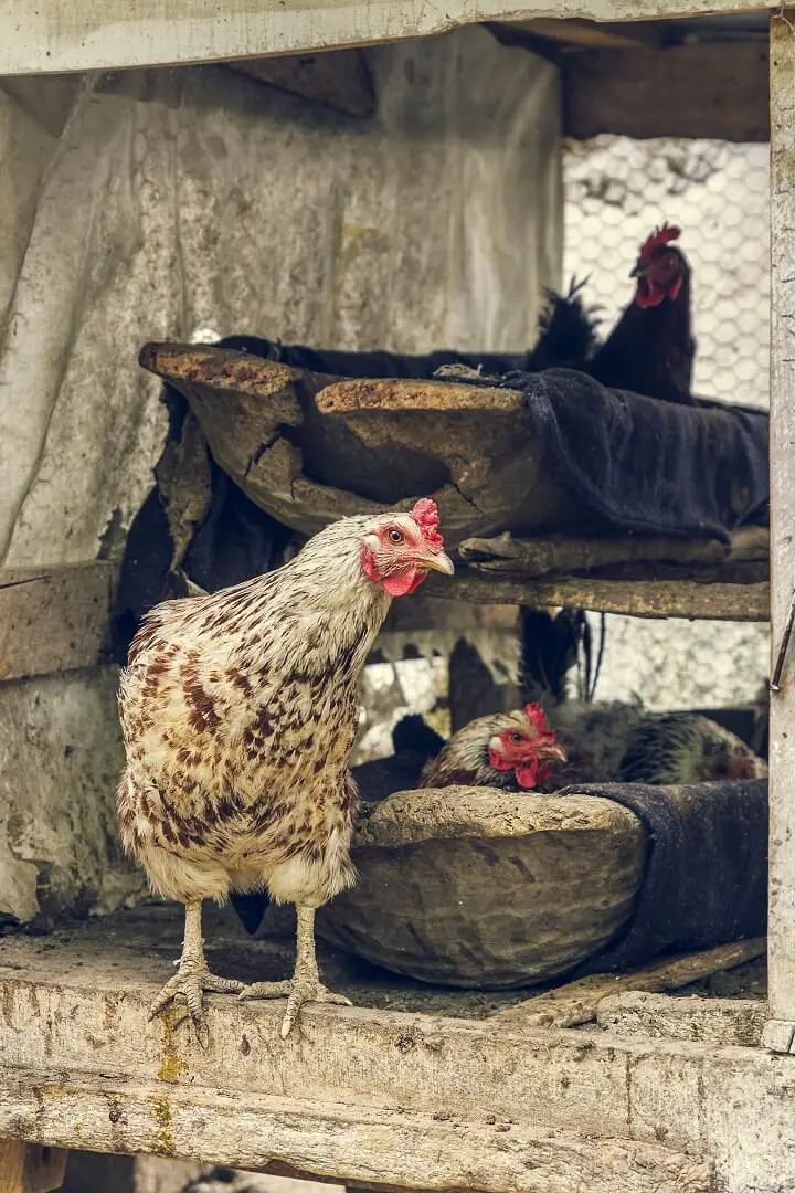 Chickens On Hen Roost