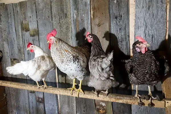 Chickens Roosting On A Perch