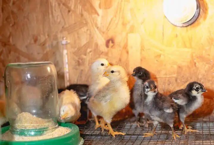 Chicks in a Brooder