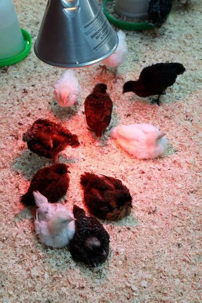 Chicks Under Heat Lamp