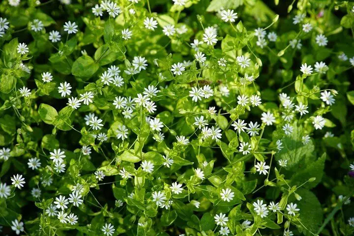 Chickweed Flowers