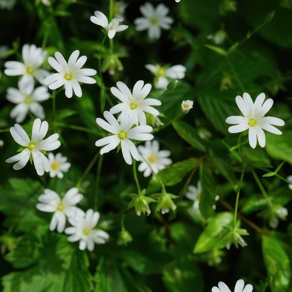 Chickweed (Stellaria media)