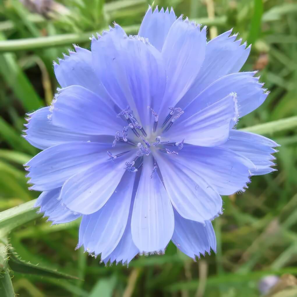 Chicory (Cichorium intybus)