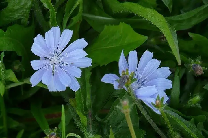 Chicory Flowers