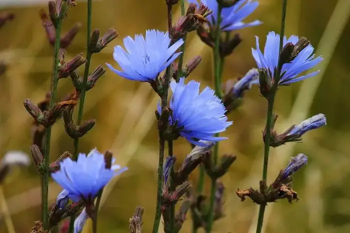 Chicory Flowers Blooming