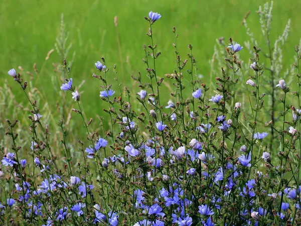 Chicory Flowers