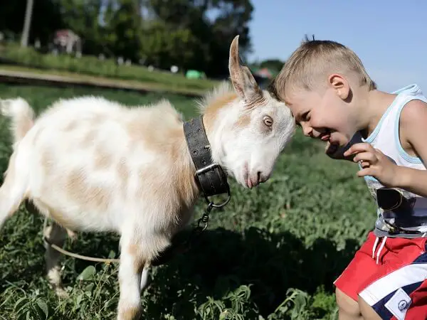 Child And Goat Head Butting