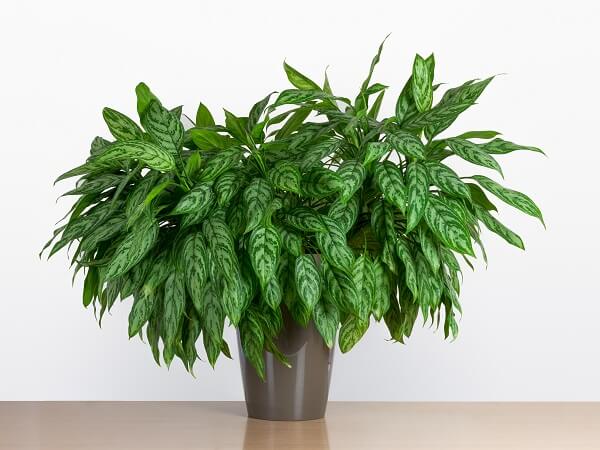 Chinese Evergreen Houseplant