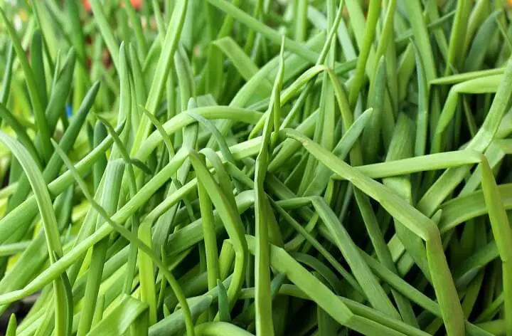 Chive Herb