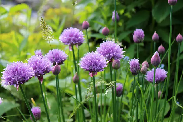 CHIVES BLOOMING