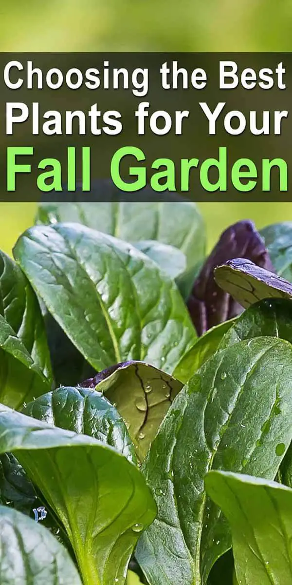 Choosing the Best Plants For Your Fall Garden