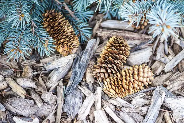 Christmas Tree Wood Chips