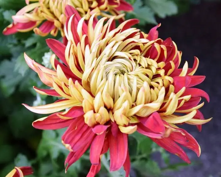 Chrysanthemum