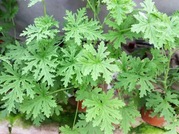 Citronella Plant