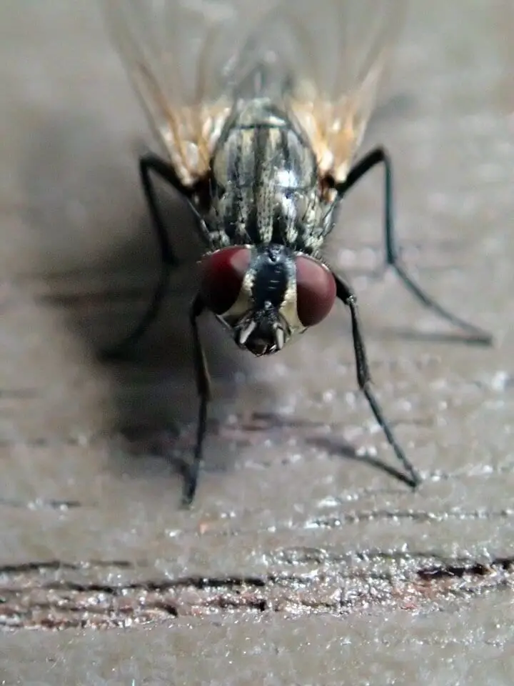 Close-Up of Housefly