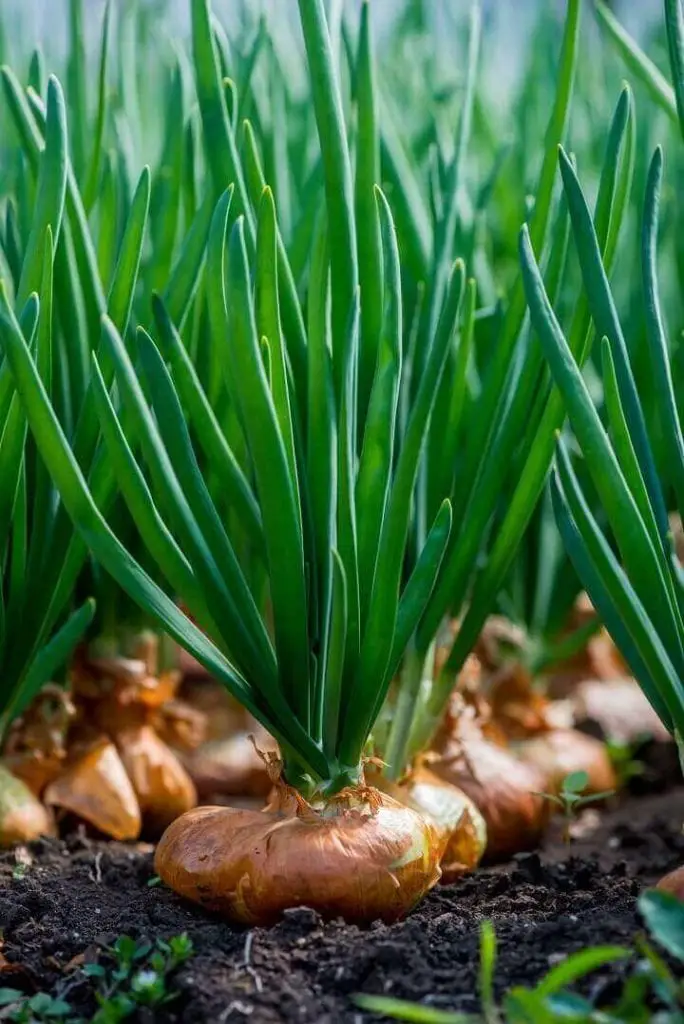 Closeup of Onion Plant