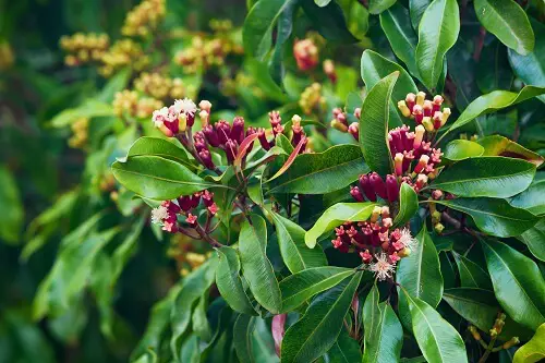 Clove Tree Flower